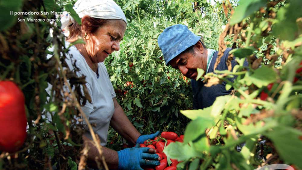 pomodoro-san-marzano-gerfrio-web
